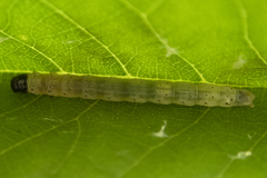 Dichomeris heriguronis