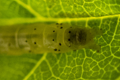 Dichomeris heriguronis