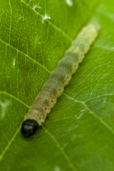 Dichomeris heriguronis