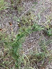 Helenium microcephalum
