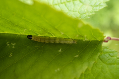 Dichomeris heriguronis