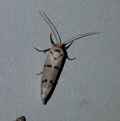 Enaemia atrolinea