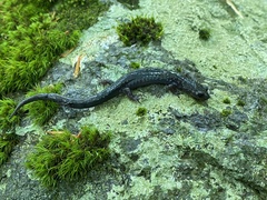 Plethodon montanus