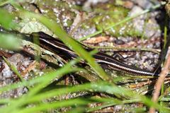 Plestiodon latiscutatus