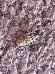 Microlarinus lareynii