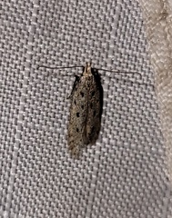 Monochroa quinquepunctella