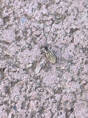 Microlarinus lareynii