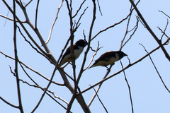 Spermestes fringilloides