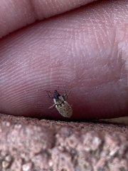 Microlarinus lareynii