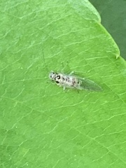 Teliapsocus