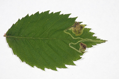 Agromyza aristata