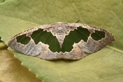 Celenna