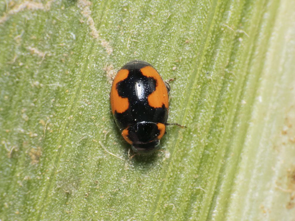 Hyperaspis sphaeridioides