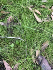 Poa tenera