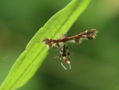 Geina tenuidactylus