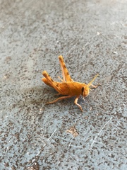Schistocerca nitens