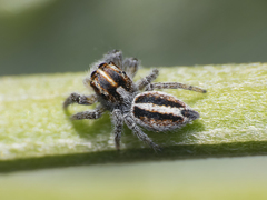 Trydarssus nobilitatus