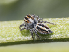 Trydarssus nobilitatus