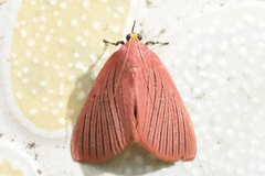 Arctioblepsis