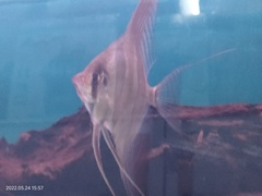 Pterophyllum