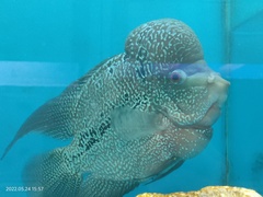 Amphilophus labiatus × cichlasoma trimaculatum