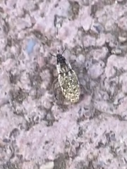 Microlarinus lareynii