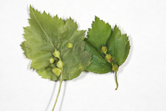 Dasineura crataegibedeguar