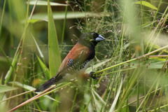 Spermestes bicolor nigriceps