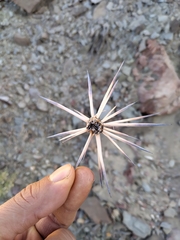 Maihueniopsis