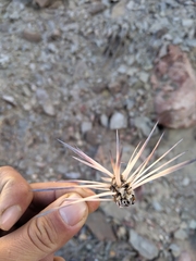 Maihueniopsis