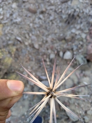 Maihueniopsis