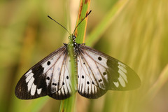 Acraea encedon encedon