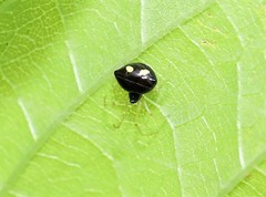 Theridula gonygaster