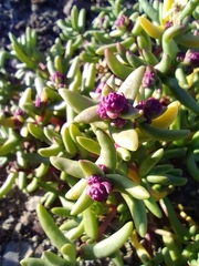 Halophytum ameghinoi