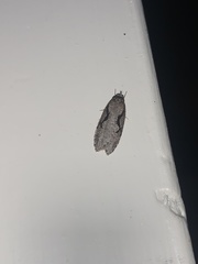 Semioscopis packardella