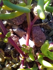 Halophytum ameghinoi