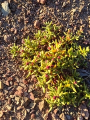 Halophytum ameghinoi