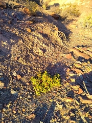 Halophytum ameghinoi