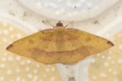 Heterolocha