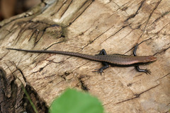 Trachylepis