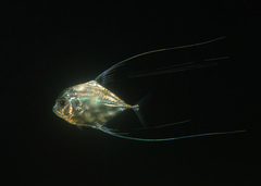 Alectis ciliaris