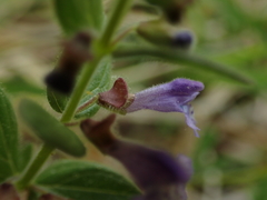 Scutellaria parvula australis