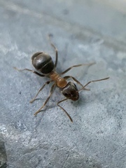 Lasius emarginatus