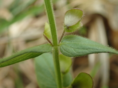 Scutellaria parvula australis
