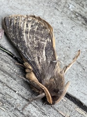 Oxycanus antipoda
