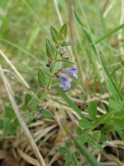 Scutellaria parvula australis