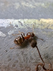 Lasius emarginatus