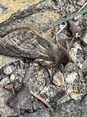 Oxycanus antipoda