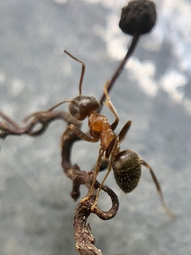 Central European Bicolored Ant, 465 E 21st St, New York, NY, US, photo 6 of 10