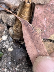 Oxycanus antipoda